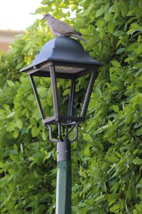 Iramuco Acambaro, Guanajuato 2018