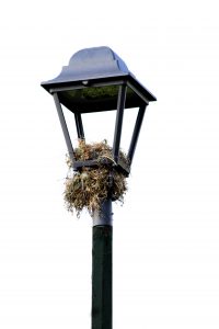 Iramuco Acambaro, Guanajuato 2018